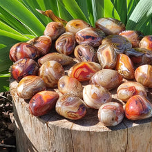 Load image into Gallery viewer, Natural Sardonyx Agate Palm Stone Specimen Polished